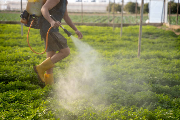 Best Wasp Removal Services  in Redwood, TX